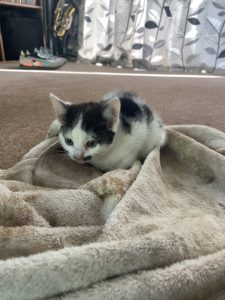 Leila a little 6 week old abandoned white and black kitten